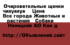 Очаровательные щенки чихуахуа  › Цена ­ 25 000 - Все города Животные и растения » Собаки   . Ненецкий АО,Кия д.